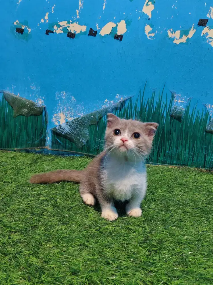 Gaelic Fold Bico Fawn Munchkin BSH Scottish Fold Betina Kitten