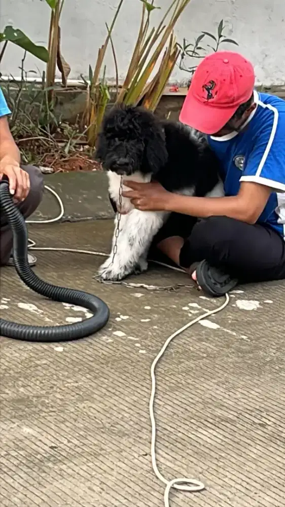 Giant poodle sertifikat chip jantan 4bln