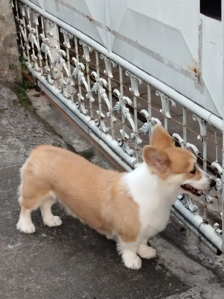 Corgi betina 3th stambum. Vaksin