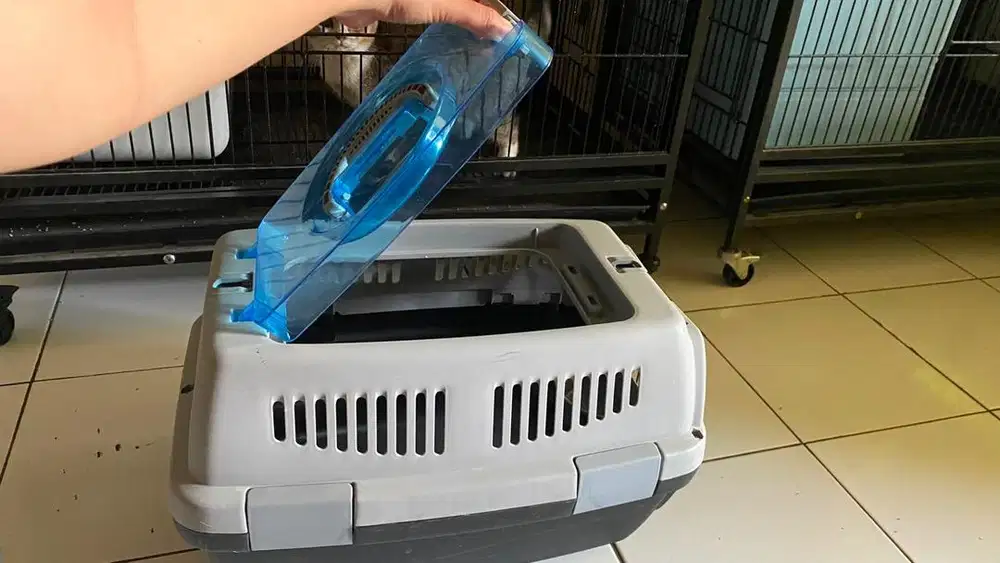 Pet cargo Kucing
