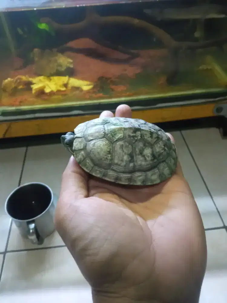Kura kura brazil