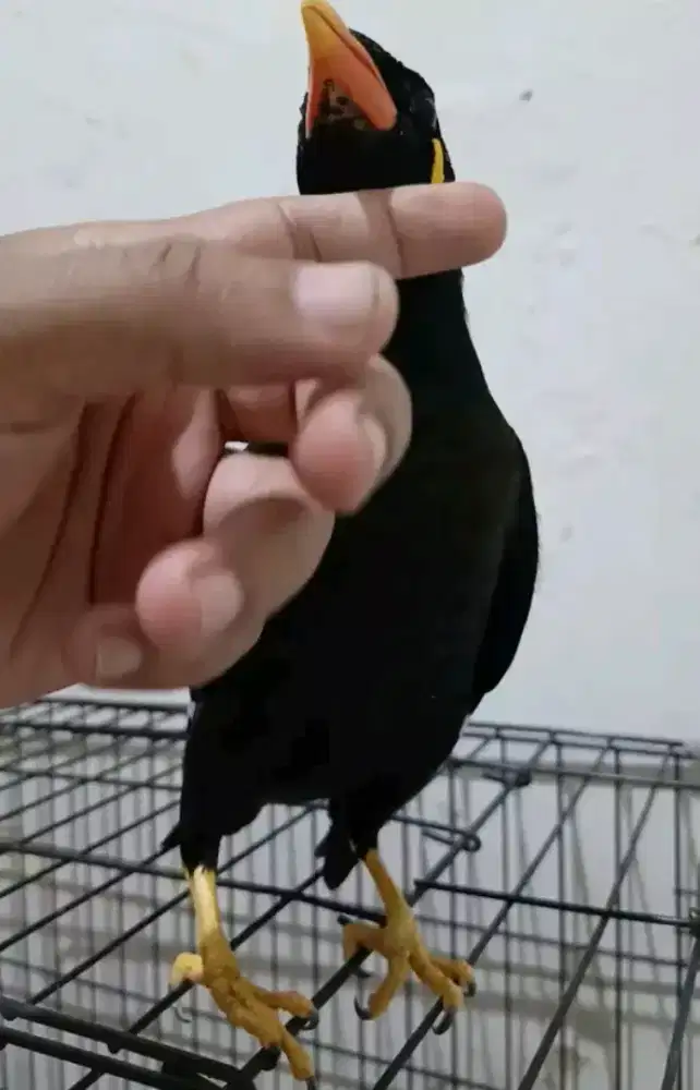 mangga manuk lindeuk bisa di usap