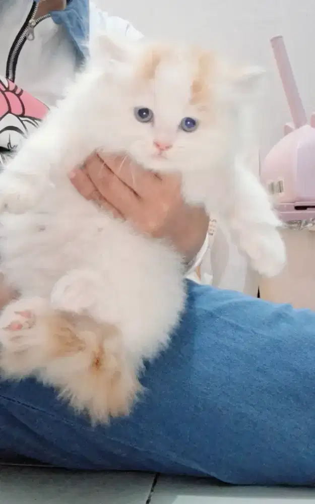 Kucing anakan peaknose dan ragdoll 2 bln