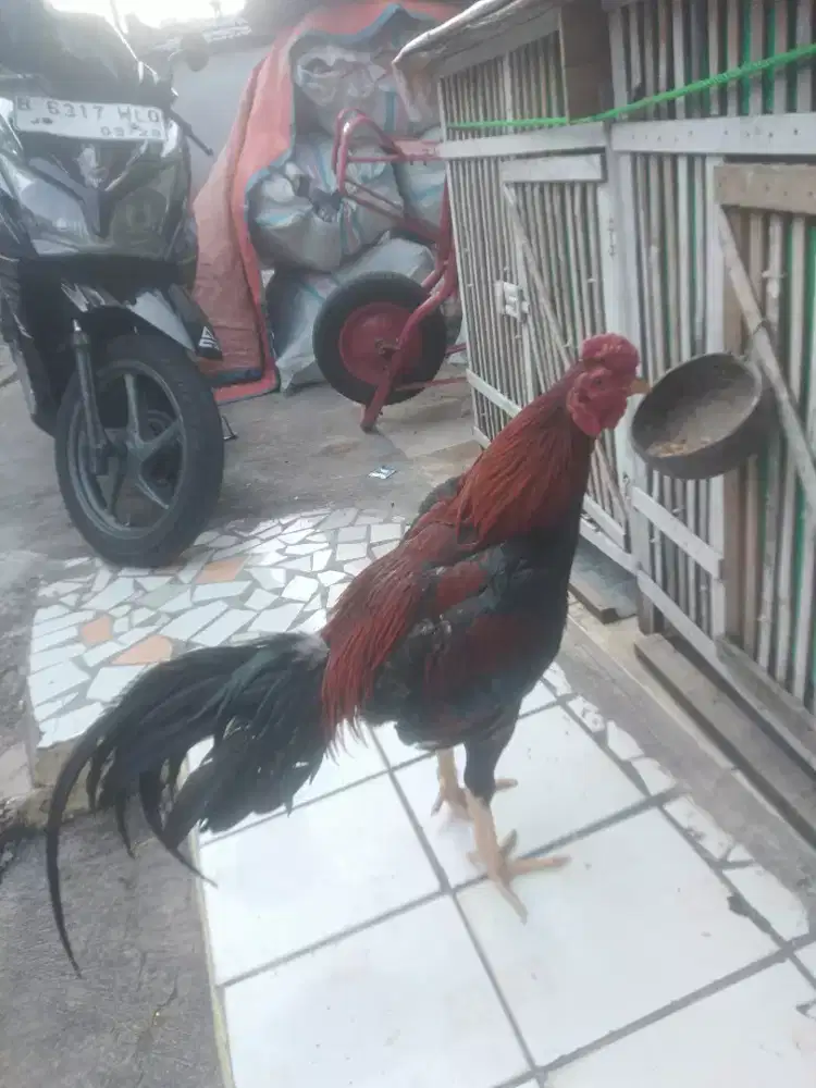 Ayam Bangkok merah