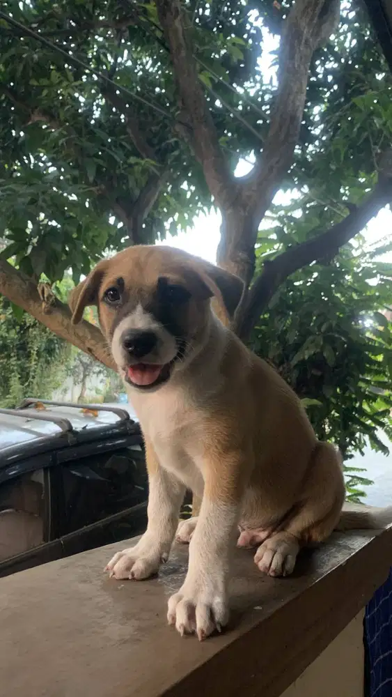 Anjing Kintamani mix Terrier
