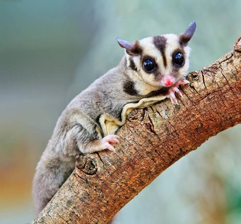 Di jual Sugar glider
