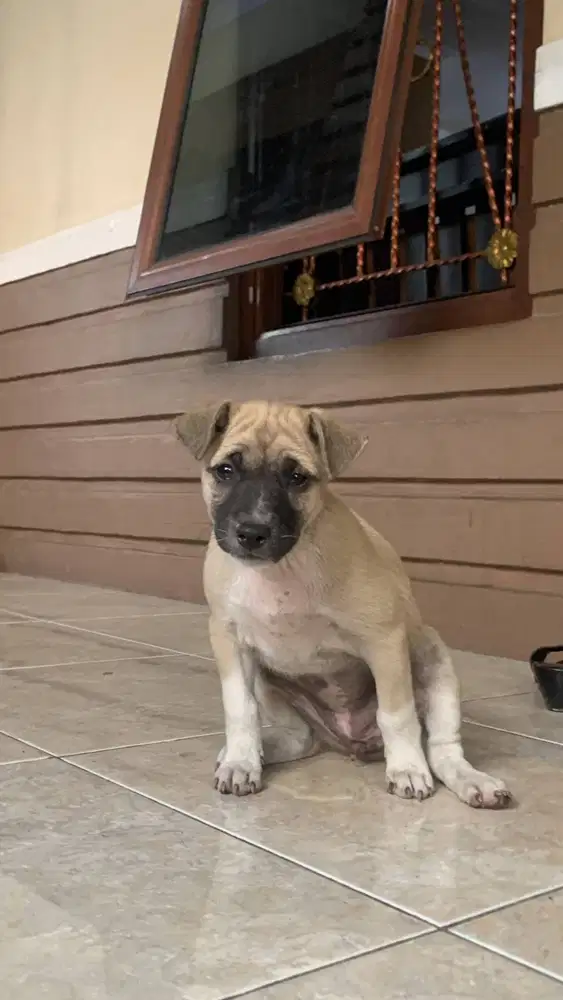 Puppy Dog Kintamani mix Terrier