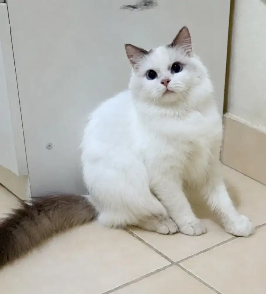 Ragdoll betina 5 bulan