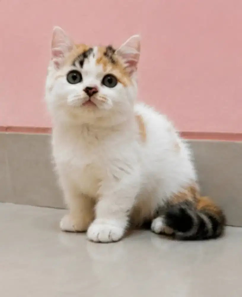 Munchkin betina 3 bulan