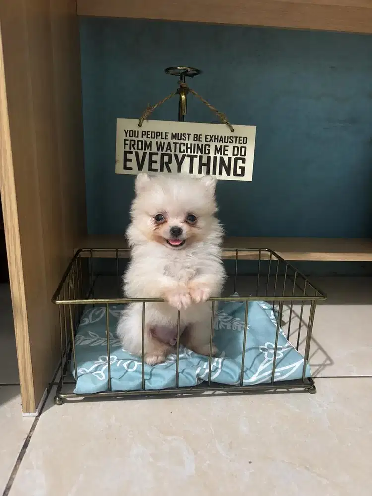 Jual Anjing Super Minipom Asli