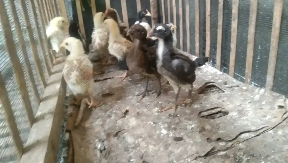 Ayam pitik kampung