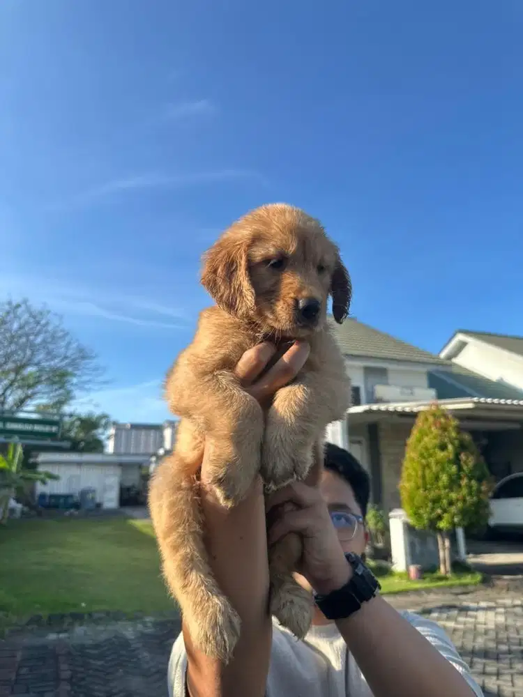 Jual Anjing Golden Retriever Asli (Bigbone)