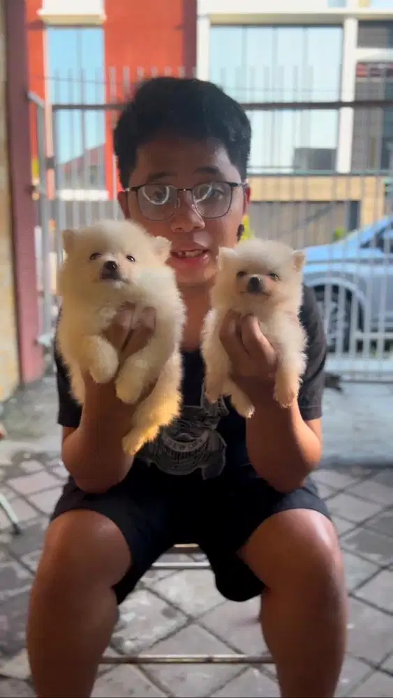 Jual Anjing Minipom Asli