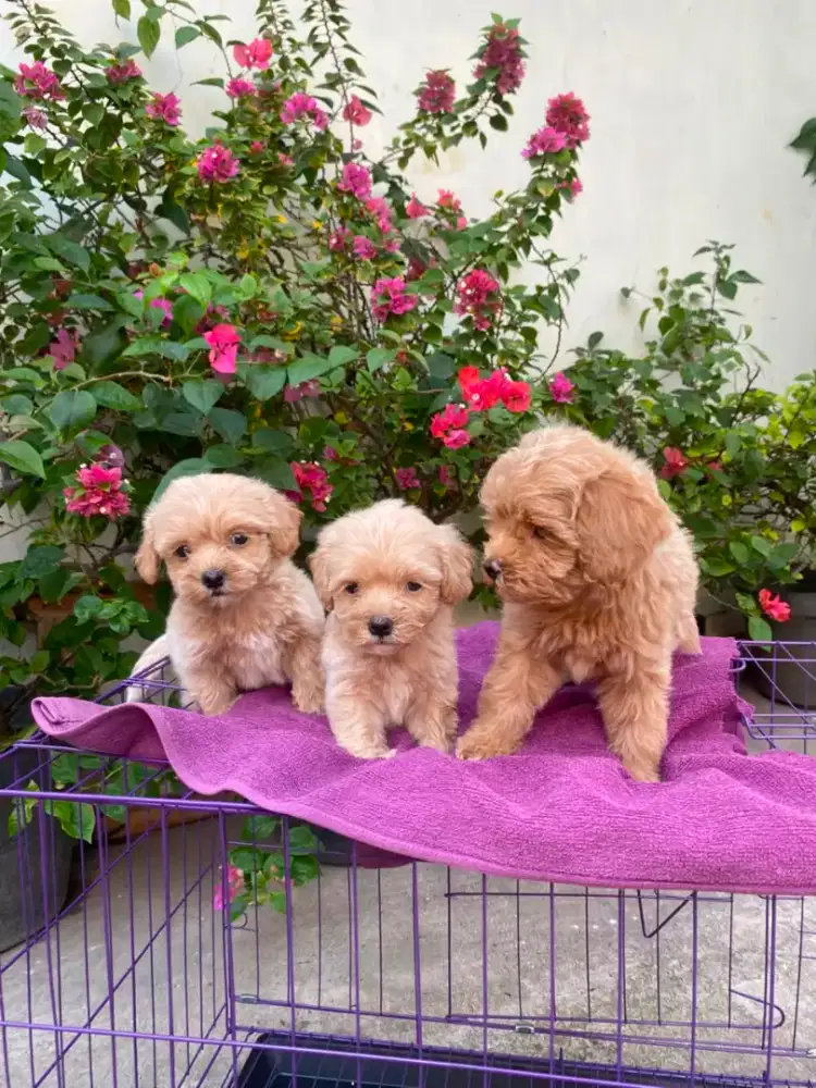 puppy poodle umur 1.5 bulan
