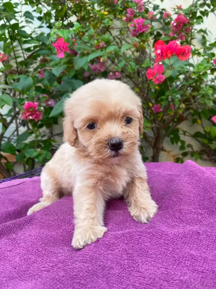 puppy poodle umur 1.5 bulan