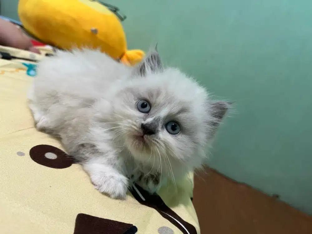 Kitten Ragdoll red point lucu gemas imut bersih
