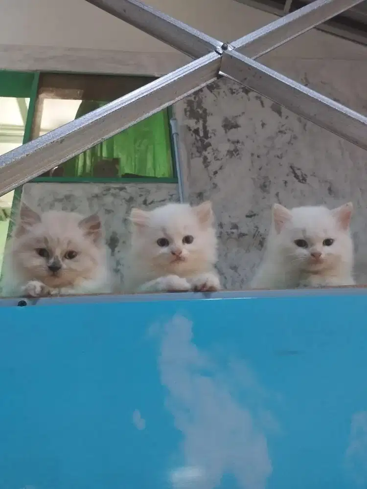 Kitten Ragdoll red point lucu gemas imut bersih