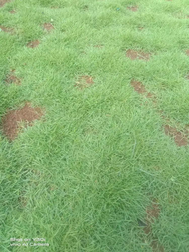 Ready setok rumput jepang dan gajah mini