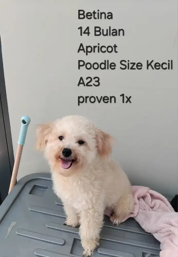 Poodle borong atau satuan