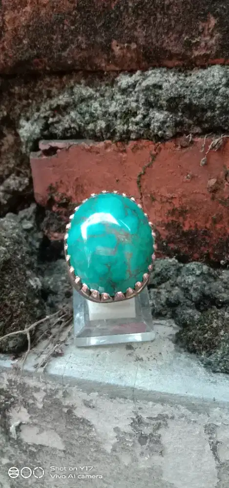 Pirus Persia jumbo
