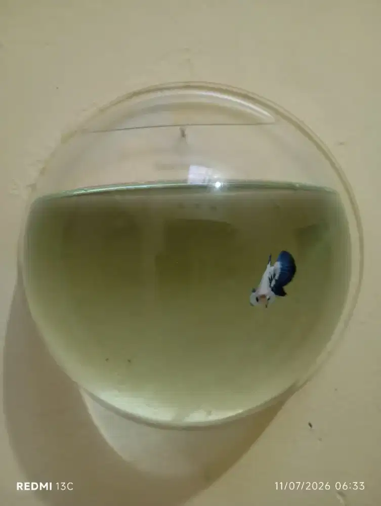 Aquarium Gantung + Cupang Blue Panda