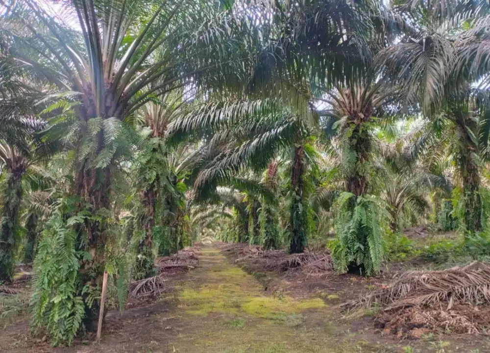 Kita loker perkebunan kelapa sawit bang di kalimantan minat?