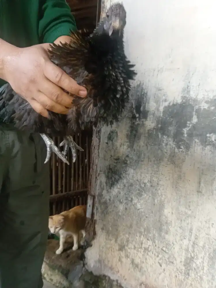 Ayam cemani hitam + cemani bulu putih