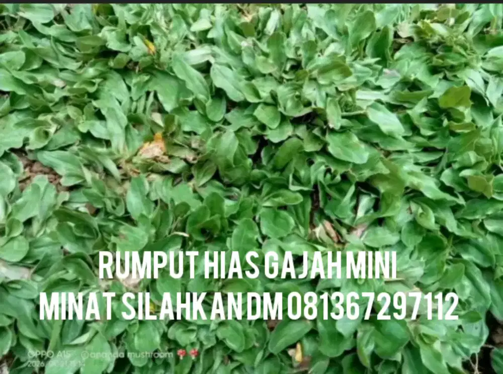 Jual rumput hias gajah mini