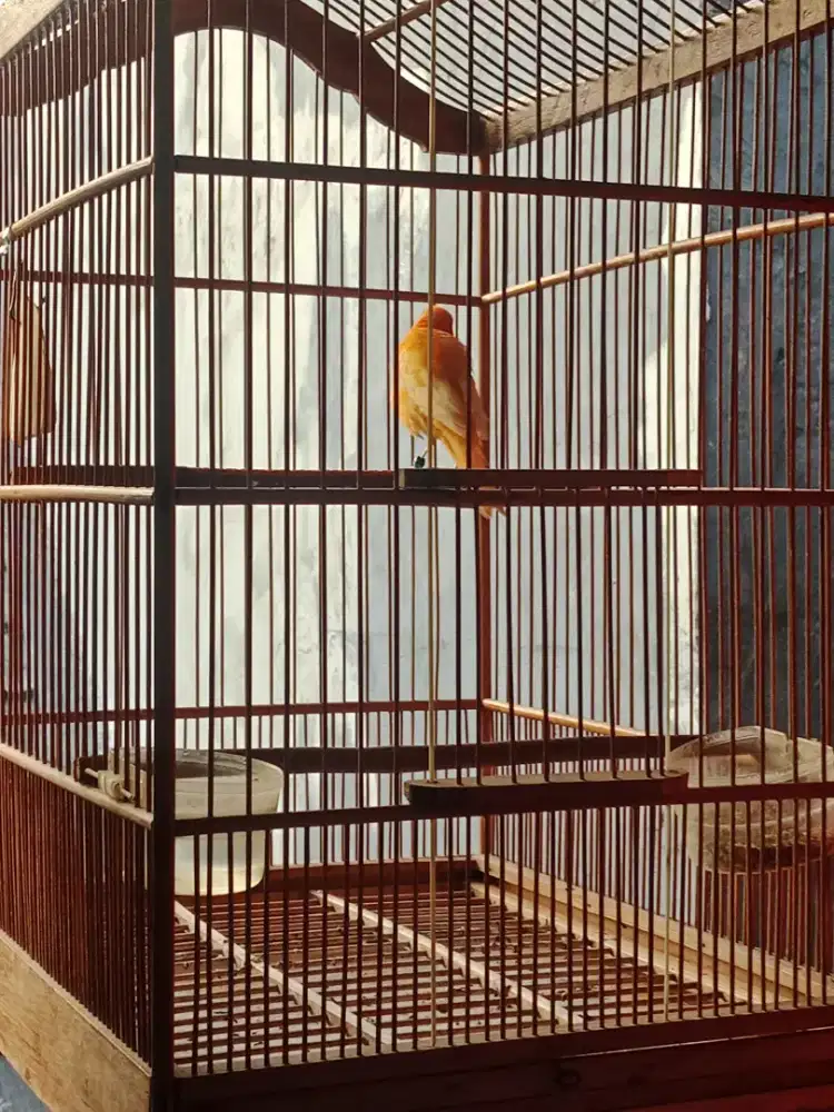 Burung Kenari Gacor