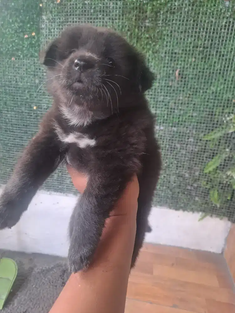jual anak anjing betina kintamani