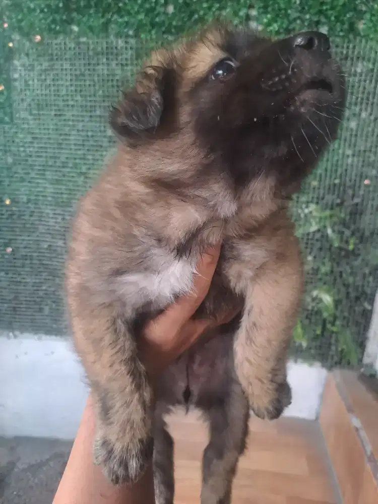 jual anakan anjing betina kintamani