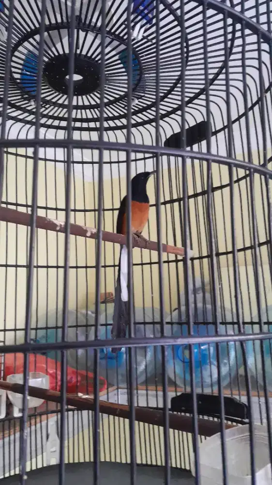 JUAL CEPAT BURUNG MURAI BATU