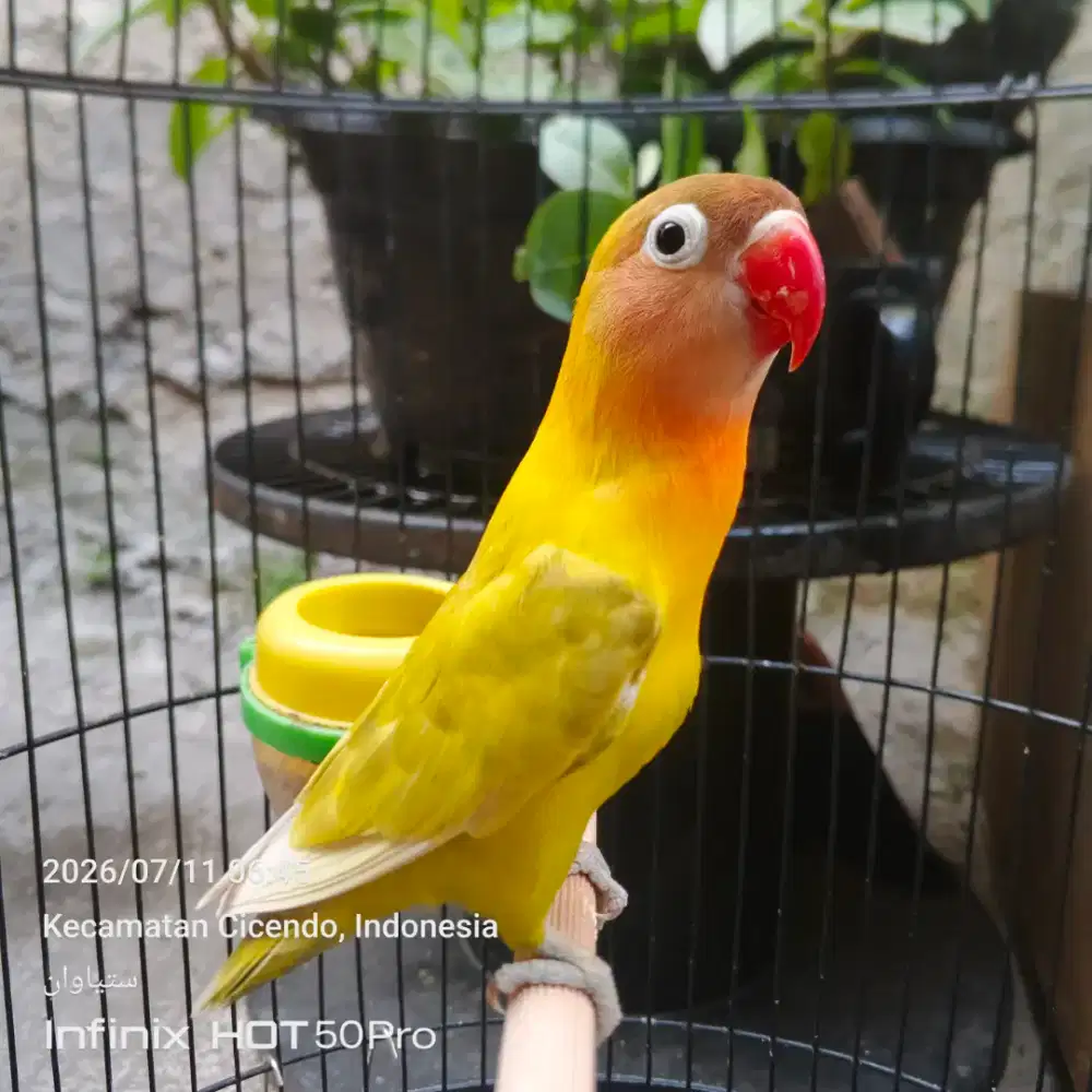 Love bird dewasa aktif