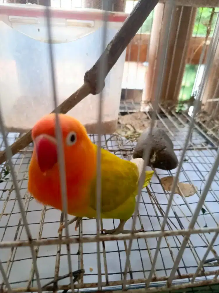 Burung Lovebird betina pastel kuning