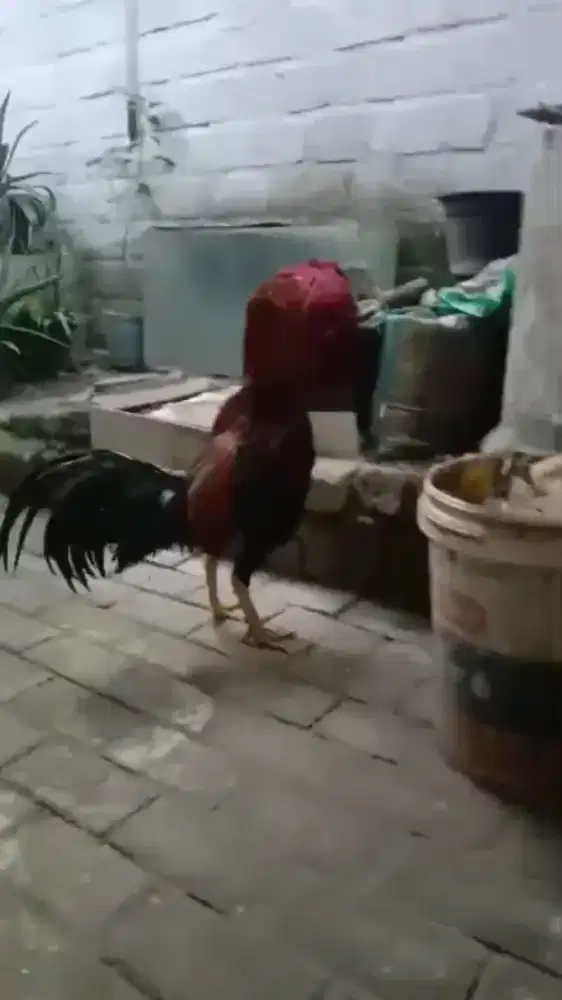 Ayam bangkok jantan + betina