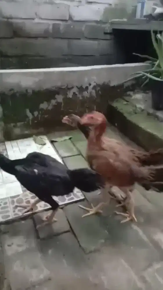 Anakan ayam bangkok