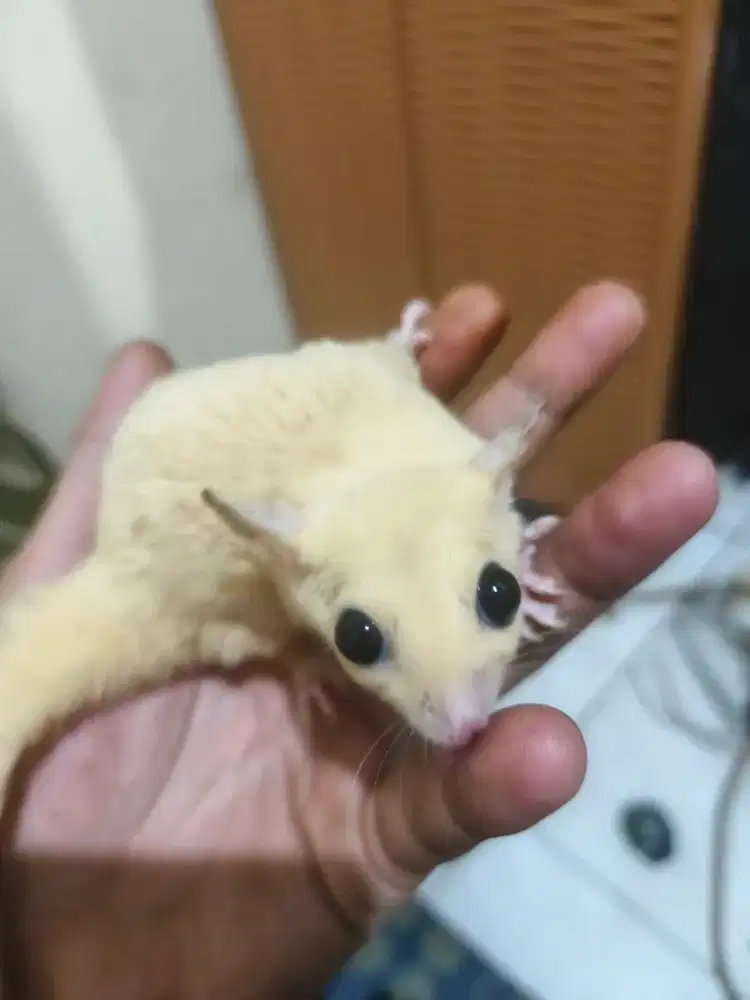Sugar Glider Jenis WhiteMoza, Tersedia Betina & Jantan. Boleh Nego