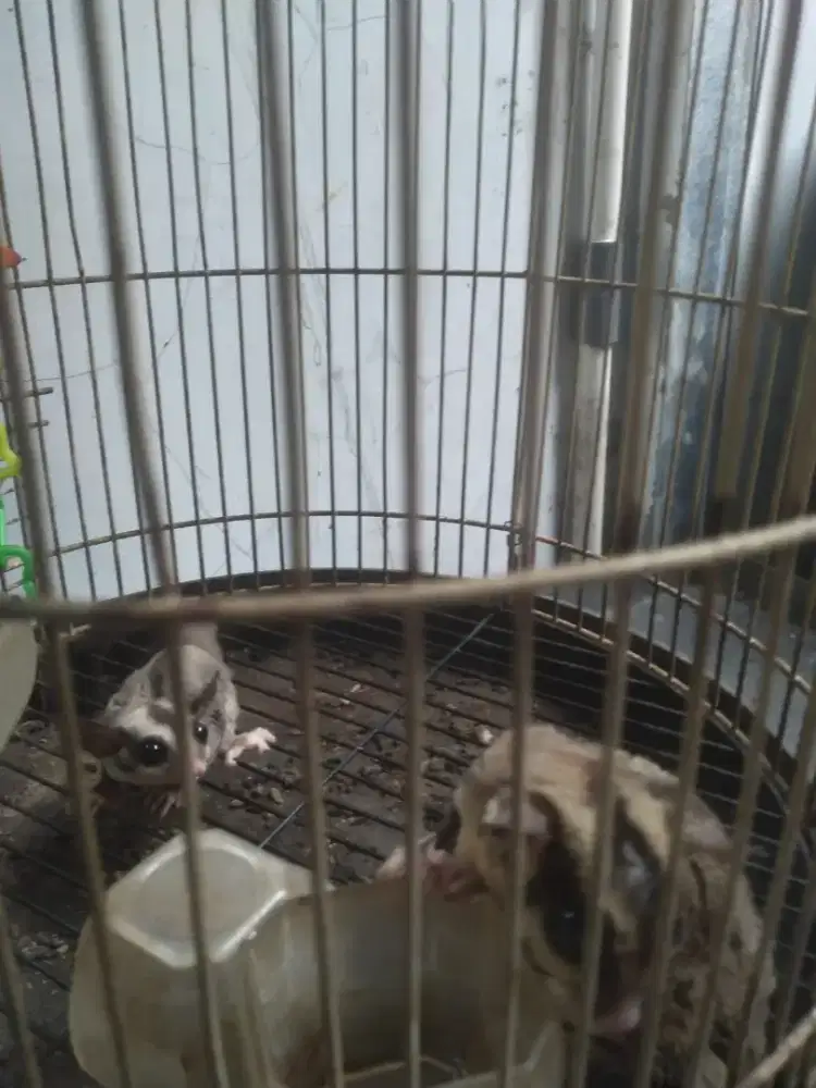 2 ekor sugar glider