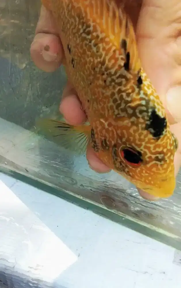Louhan betina golden base