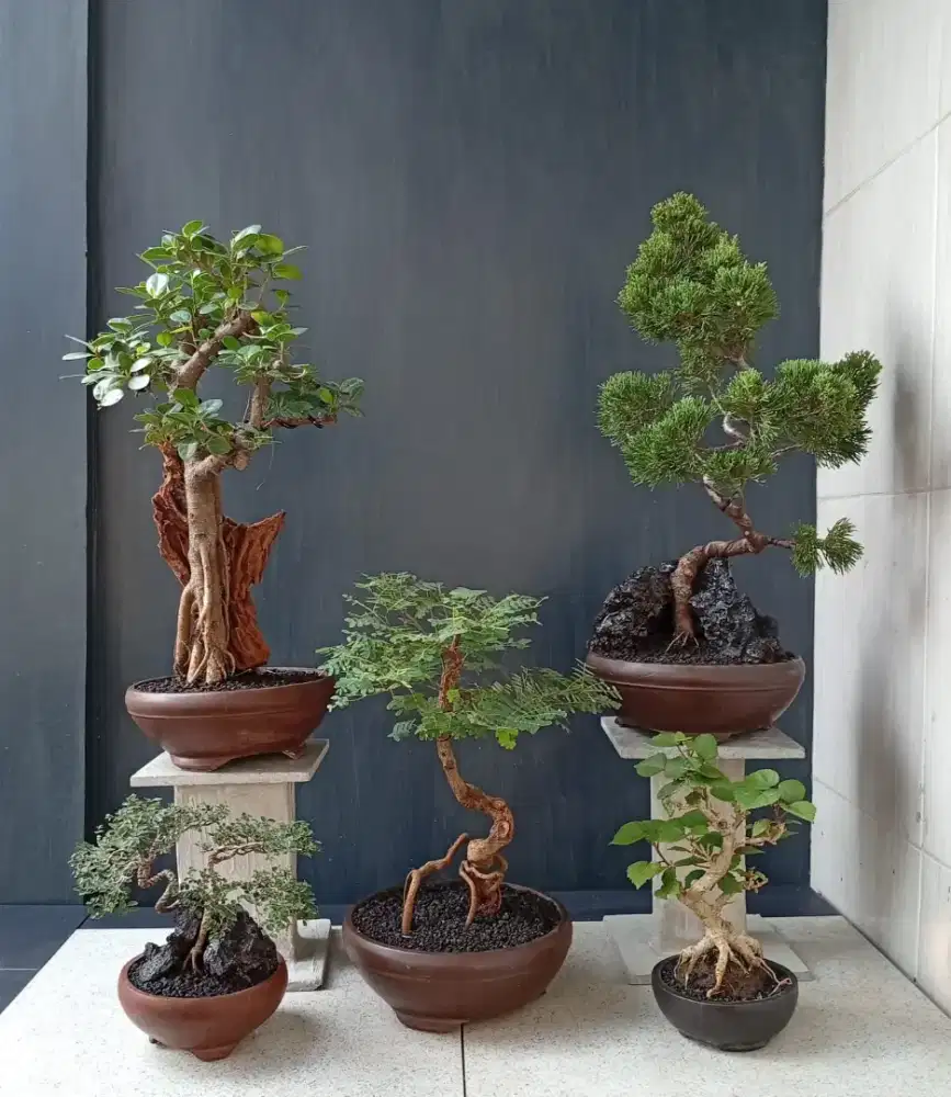 Siap pajang antik bonsai hias
