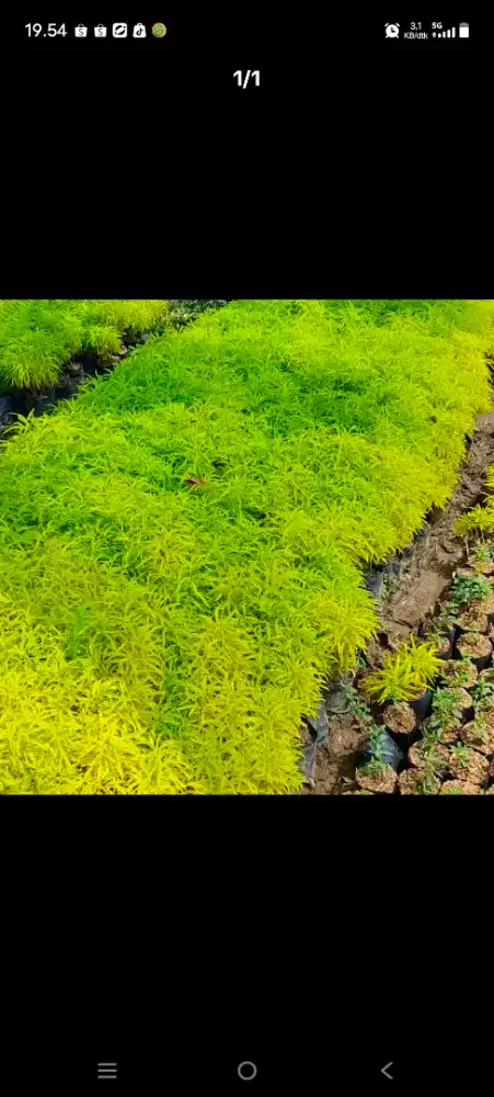Menjual berbagai jenis tanaman buah, bunga, pupuk, bunga untuk taman