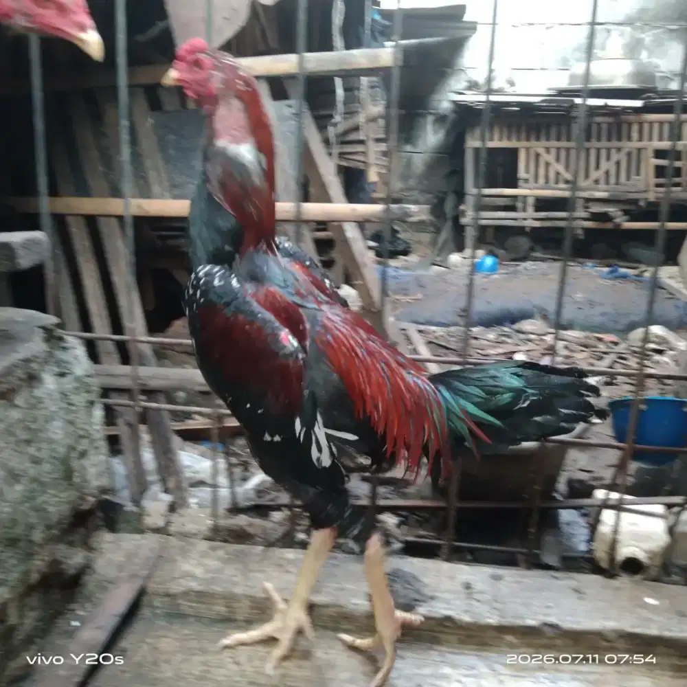 Ayam bangkok muda