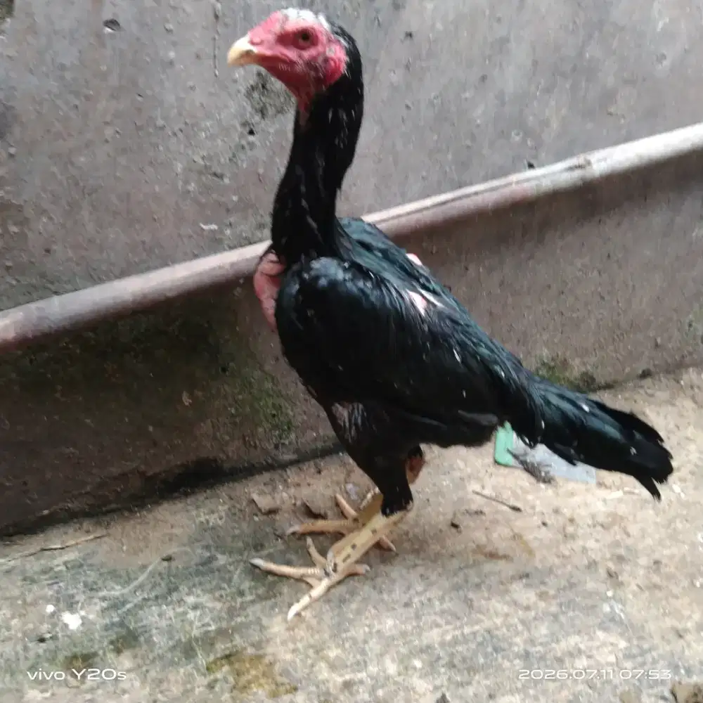 Ayam calon indukan bagus
