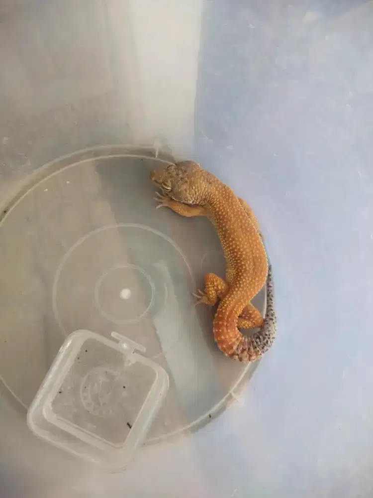 Leopard gecko dewasa