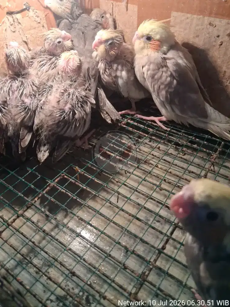 Burung Falk/Parkit Australi/Lolohan Falk