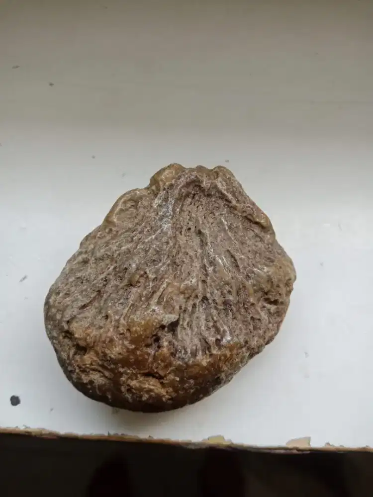Batu akik fosil mustica kelpa alami natural