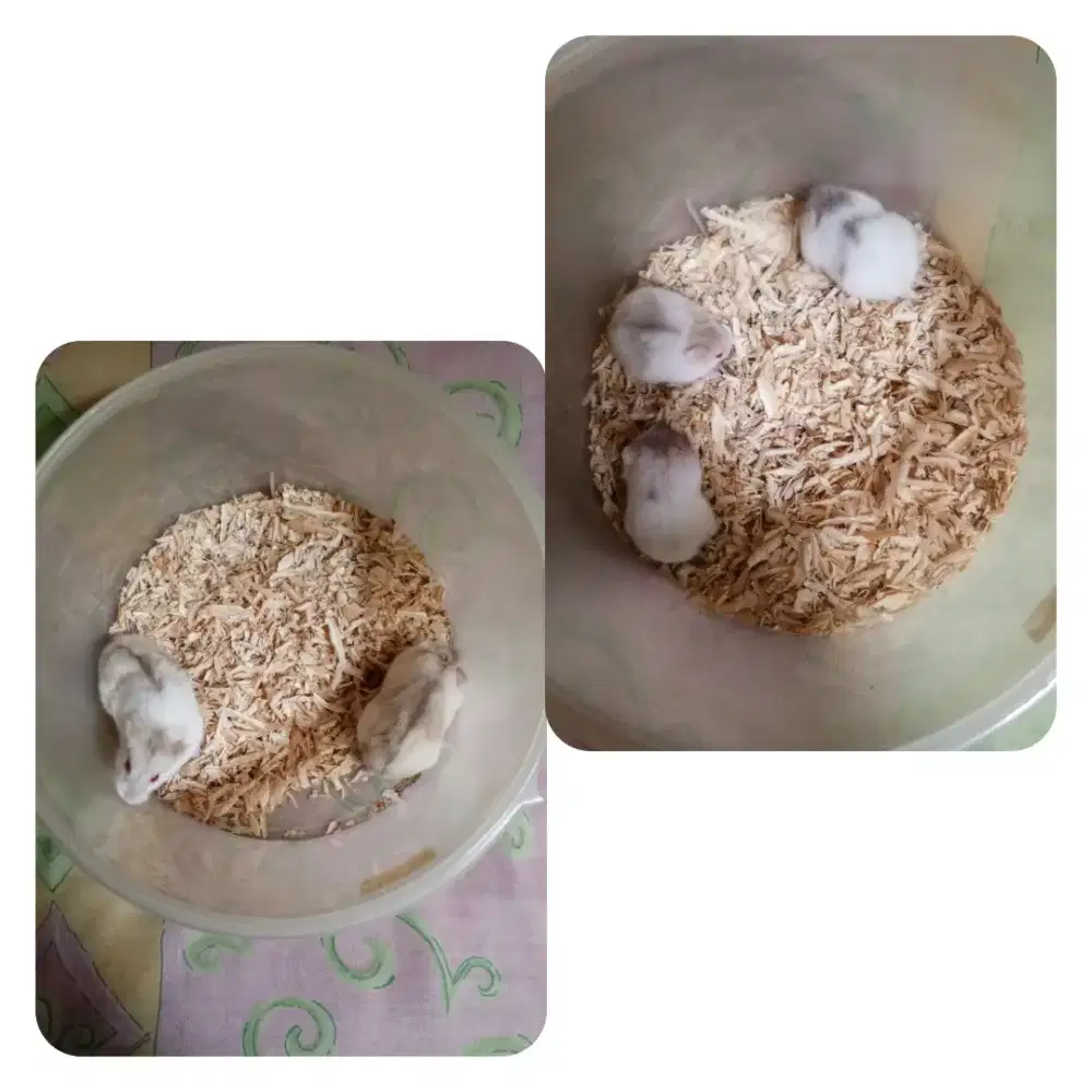 Jual Borongan Hamster Campbell Ex Peliharaan 7 Ekor