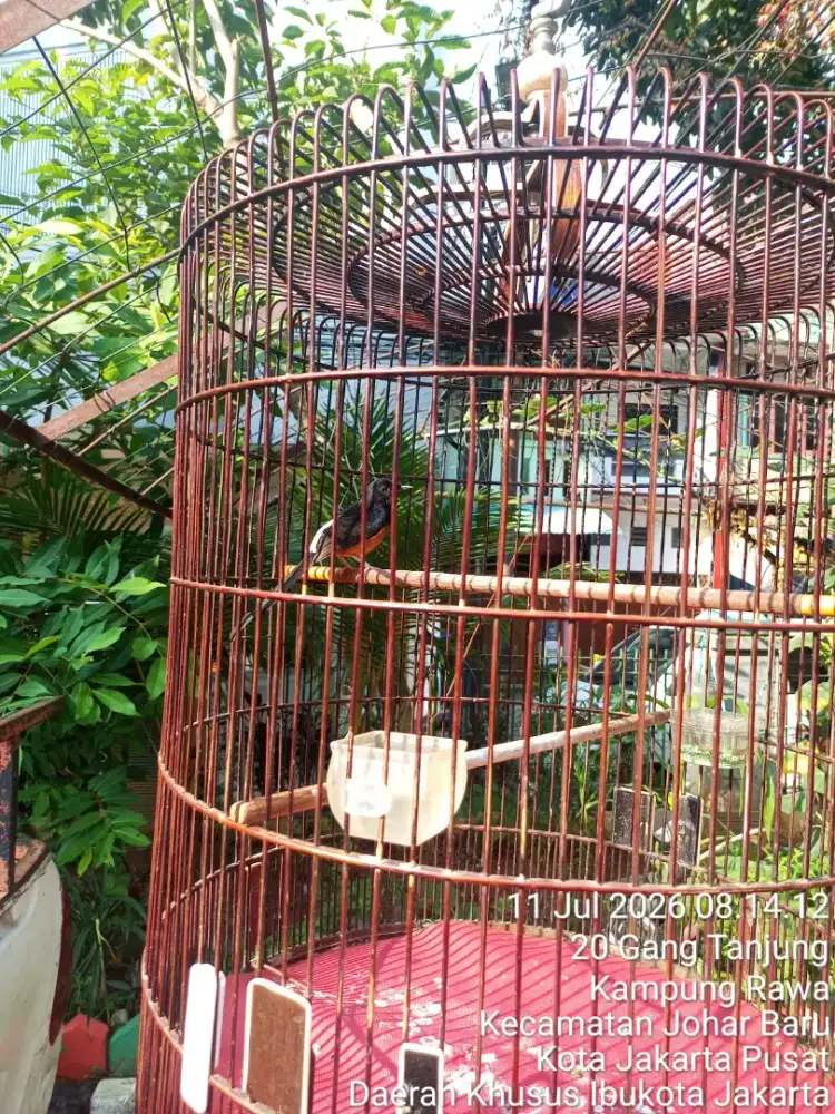 Murai hutan burja