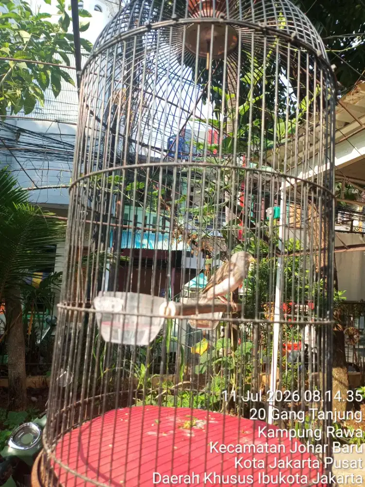 Burung kenari AF panda