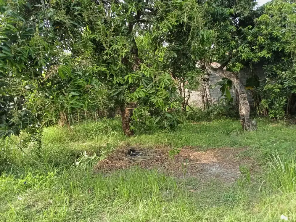 TANAH Pekarangan